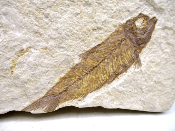 Lebanon Cretaceous Age Fish Fossil Plate 111a | Fossils for Sale Genuine Cretaceous Age Fish Fossil Plate for Sale from Lebanon #111a