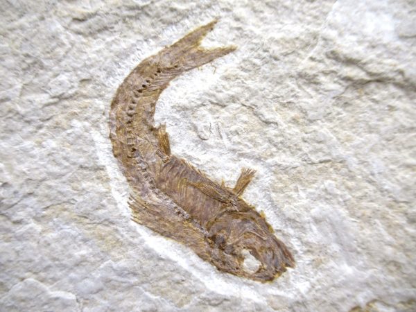 Lebanon Cretaceous Age Fish Fossil Plate 111b | Fossils for Sale Genuine Cretaceous Age Fish Fossil Plate for Sale from Lebanon #111b