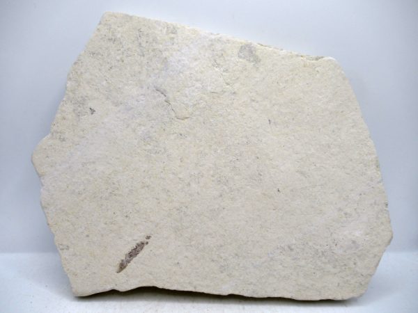 Lebanon Cretaceous Age Fish Fossil Plate 111c | Fossils for Sale Genuine Cretaceous Age Fish Fossil Plate for Sale from Lebanon #111c