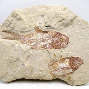 Lebanon Cretaceous Age Fish Fossil Plate 112 | Fossils for Sale Genuine Cretaceous Age Fish Fossil Plate for Sale from Lebanon #112