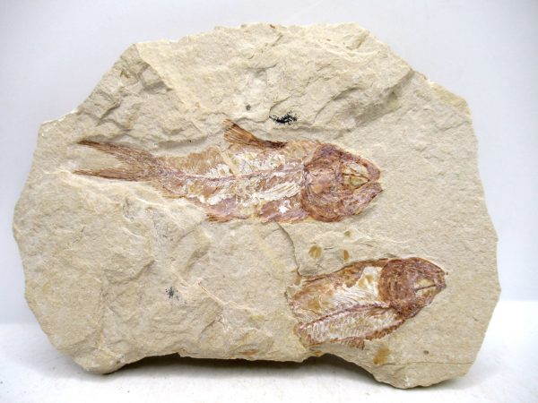 Lebanon Cretaceous Age Fish Fossil Plate 112 | Fossils for Sale Genuine Cretaceous Age Fish Fossil Plate for Sale from Lebanon #112