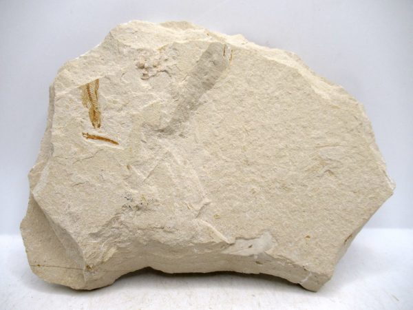 Lebanon Cretaceous Age Fish Fossil Plate 112c | Fossils for Sale Genuine Cretaceous Age Fish Fossil Plate for Sale from Lebanon #112c