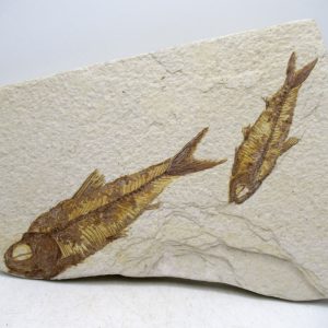 Lebanon Cretaceous Age Fish Fossil Plate 113 | Fossils for Sale Genuine Cretaceous Age Fish Fossil Plate for Sale from Lebanon #113