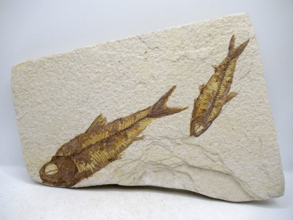 Lebanon Cretaceous Age Fish Fossil Plate 113 | Fossils for Sale Genuine Cretaceous Age Fish Fossil Plate for Sale from Lebanon #113