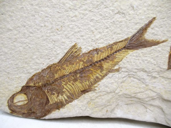 Lebanon Cretaceous Age Fish Fossil Plate 113a | Fossils for Sale Genuine Cretaceous Age Fish Fossil Plate for Sale from Lebanon #113a