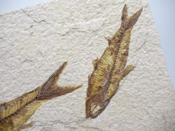 Lebanon Cretaceous Age Fish Fossil Plate 113b | Fossils for Sale Genuine Cretaceous Age Fish Fossil Plate for Sale from Lebanon #113b