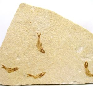 Lebanon Cretaceous Age Fish Fossil Plate 114 | Fossils for Sale Genuine Cretaceous Age Fish Fossil Plate for Sale from Lebanon #114