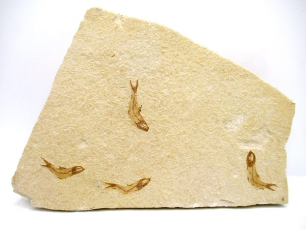 Lebanon Cretaceous Age Fish Fossil Plate 114 | Fossils for Sale Genuine Cretaceous Age Fish Fossil Plate for Sale from Lebanon #114