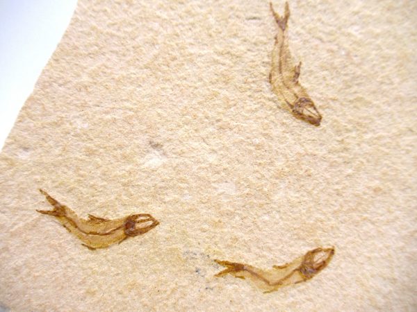 Lebanon Cretaceous Age Fish Fossil Plate 114a | Fossils for Sale Genuine Cretaceous Age Fish Fossil Plate for Sale from Lebanon #114a