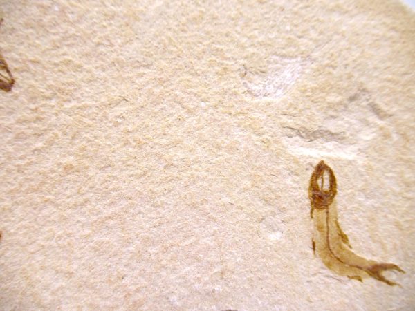 Lebanon Cretaceous Age Fish Fossil Plate 114b | Fossils for Sale Genuine Cretaceous Age Fish Fossil Plate for Sale from Lebanon #114b