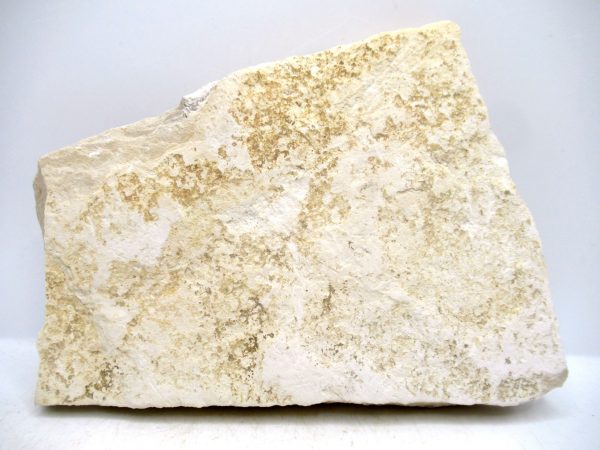 Lebanon Cretaceous Age Fish Fossil Plate 114c | Fossils for Sale Genuine Cretaceous Age Fish Fossil Plate for Sale from Lebanon #114c