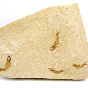 Lebanon Cretaceous Age Fish Fossil Plate 115 | Fossils for Sale Genuine Cretaceous Age Fish Fossil Plate for Sale from Lebanon #115