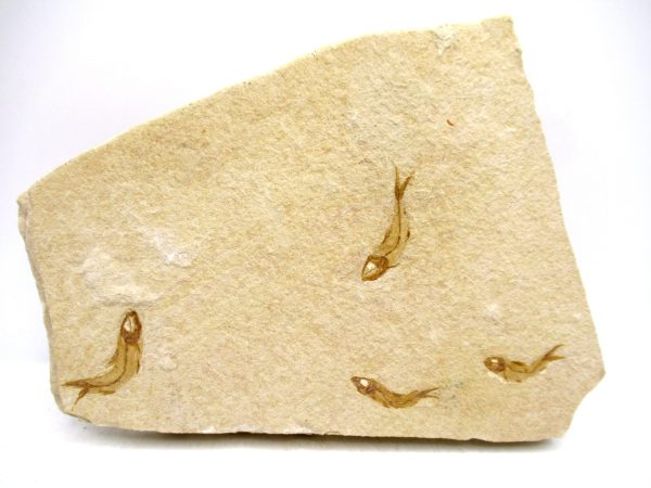 Lebanon Cretaceous Age Fish Fossil Plate 115 | Fossils for Sale Genuine Cretaceous Age Fish Fossil Plate for Sale from Lebanon #115