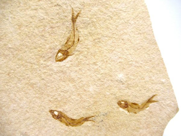 Lebanon Cretaceous Age Fish Fossil Plate 115a | Fossils for Sale Genuine Cretaceous Age Fish Fossil Plate for Sale from Lebanon #115a