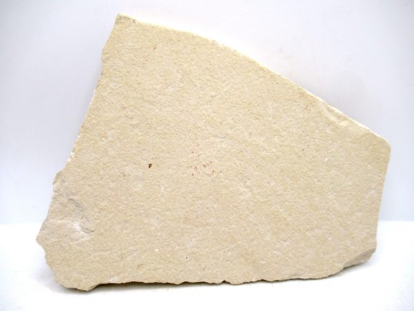 Lebanon Cretaceous Age Fish Fossil Plate 115c | Fossils for Sale Genuine Cretaceous Age Fish Fossil Plate for Sale from Lebanon #115c