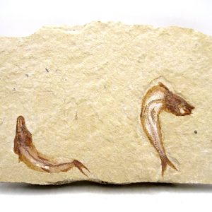 Lebanon Cretaceous Age Fish Fossil Plate 116 | Fossils for Sale Genuine Cretaceous Age Fish Fossil Plate for Sale from Lebanon #116
