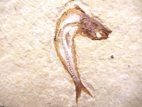 Lebanon Cretaceous Age Fish Fossil Plate 116a | Fossils for Sale Genuine Cretaceous Age Fish Fossil Plate for Sale from Lebanon #116a