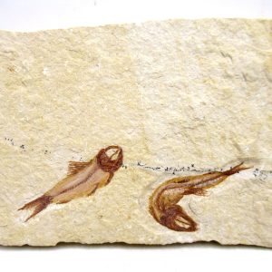 Lebanon Cretaceous Age Fish Fossil Plate 117 | Fossils for Sale Genuine Cretaceous Age Fish Fossil Plate for Sale from Lebanon #117