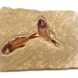 Lebanon Cretaceous Age Fish Fossil Plate 118 | Fossils for Sale Genuine Cretaceous Age Fish Fossil Plate for Sale from Lebanon #118