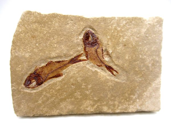 Lebanon Cretaceous Age Fish Fossil Plate 118 | Fossils for Sale Genuine Cretaceous Age Fish Fossil Plate for Sale from Lebanon #118