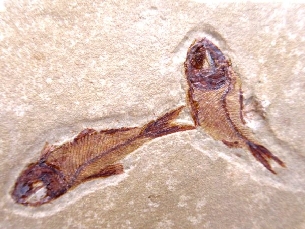 Lebanon Cretaceous Age Fish Fossil Plate 118a | Fossils for Sale Genuine Cretaceous Age Fish Fossil Plate for Sale from Lebanon #118a