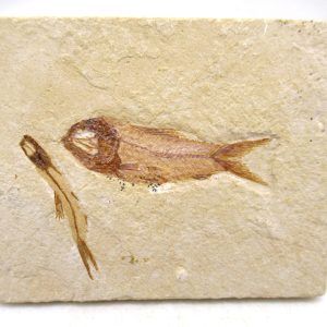 Lebanon Cretaceous Age Fish Fossil Plate 120 | Fossils for Sale Genuine Cretaceous Age Fish Fossil Plate for Sale from Lebanon #120
