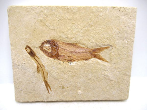 Lebanon Cretaceous Age Fish Fossil Plate 120 | Fossils for Sale Genuine Cretaceous Age Fish Fossil Plate for Sale from Lebanon #120