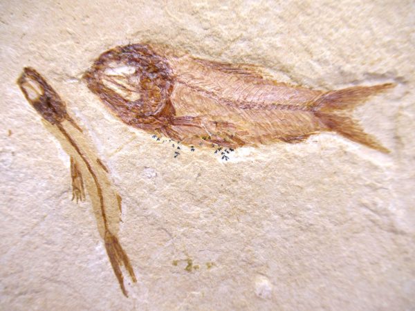 Lebanon Cretaceous Age Fish Fossil Plate 120a | Fossils for Sale Genuine Cretaceous Age Fish Fossil Plate for Sale from Lebanon #120a