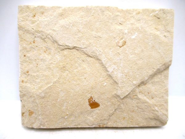 Lebanon Cretaceous Age Fish Fossil Plate 120b | Fossils for Sale Genuine Cretaceous Age Fish Fossil Plate for Sale from Lebanon #120b