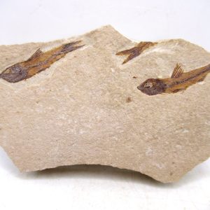 Lebanon Cretaceous Age Fish Fossil Plate 121 | Fossils for Sale Genuine Cretaceous Age Fish Fossil Plate for Sale from Lebanon #121