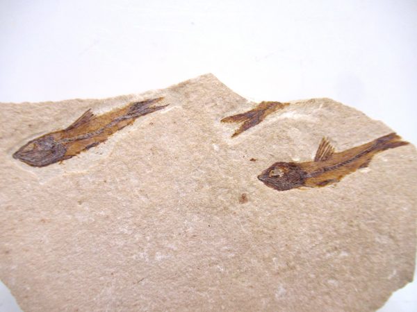 Lebanon Cretaceous Age Fish Fossil Plate 121a | Fossils for Sale Genuine Cretaceous Age Fish Fossil Plate for Sale from Lebanon #121a