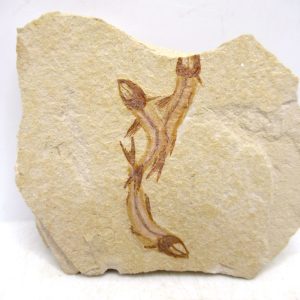 Lebanon Cretaceous Age Fish Fossil Plate 122 | Fossils for Sale Genuine Cretaceous Age Fish Fossil Plate for Sale from Lebanon #122