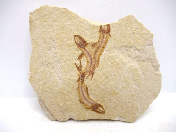 Lebanon Cretaceous Age Fish Fossil Plate 122 | Fossils for Sale Genuine Cretaceous Age Fish Fossil Plate for Sale from Lebanon #122