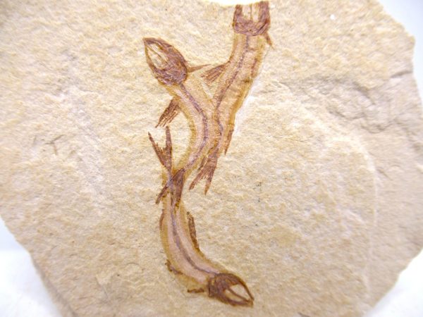 Lebanon Cretaceous Age Fish Fossil Plate 122a | Fossils for Sale Genuine Cretaceous Age Fish Fossil Plate for Sale from Lebanon #122a