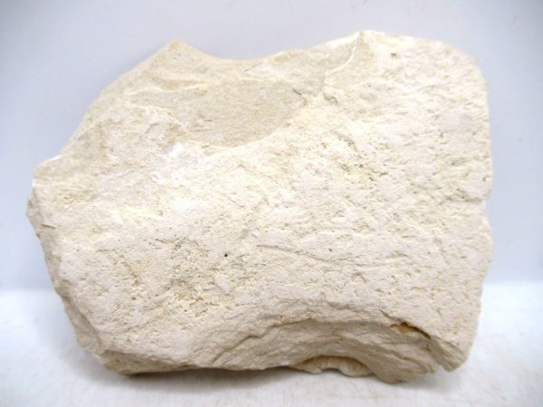 Lebanon Cretaceous Age Fish Fossil Plate 122b | Fossils for Sale Genuine Cretaceous Age Fish Fossil Plate for Sale from Lebanon #122b