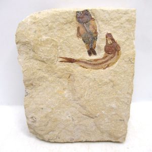 Lebanon Cretaceous Age Fish Fossil Plate 123 | Fossils for Sale Genuine Cretaceous Age Fish Fossil Plate for Sale from Lebanon #123