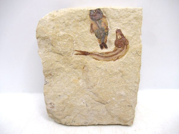 Lebanon Cretaceous Age Fish Fossil Plate 123 | Fossils for Sale Genuine Cretaceous Age Fish Fossil Plate for Sale from Lebanon #123