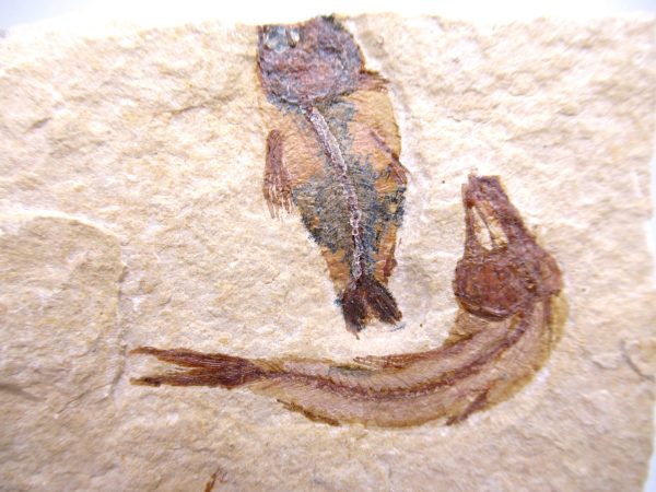 Lebanon Cretaceous Age Fish Fossil Plate 123a | Fossils for Sale Genuine Cretaceous Age Fish Fossil Plate for Sale from Lebanon #123a