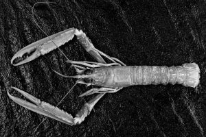 Holzmaden Lobster