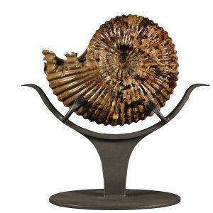 Madagascar Cretaceous Douveilliceras Ammonite 1 | Fossils for Sale Genuine Cretaceous Age Douveilliceras Ammonite Fossil for Sale from Madagascar #1
