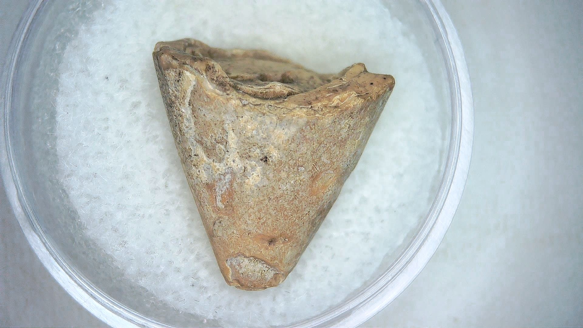 Madagascar Cretaceous Mahajangasuchus Crocodilyform Tooth 10 | Fossils for Sale Genuine Cretaceous Age Mahajangasuchus Crocodilyform Tooth Fossils for Sale from Madagascar #10