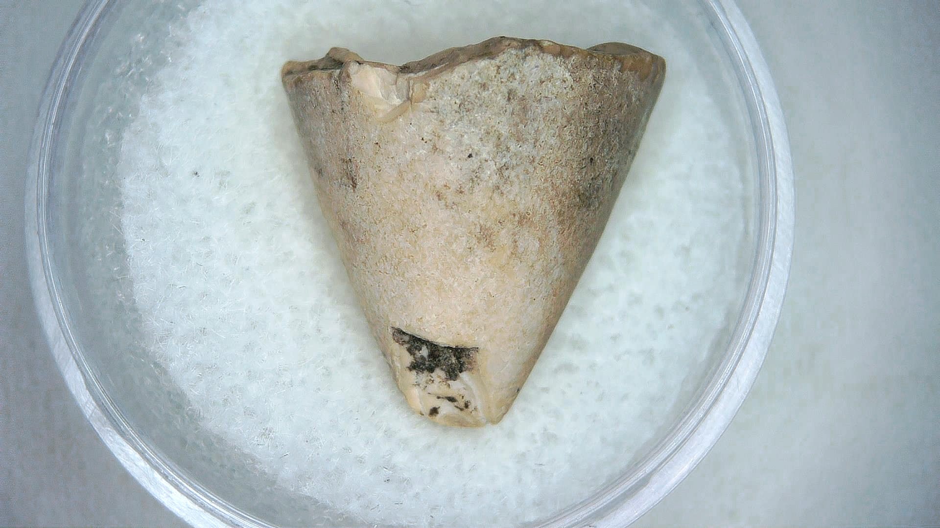 Madagascar Cretaceous Mahajangasuchus Crocodilyform Tooth 10a | Fossils for Sale Genuine Cretaceous Age Mahajangasuchus Crocodilyform Tooth Fossils for Sale from Madagascar #10a