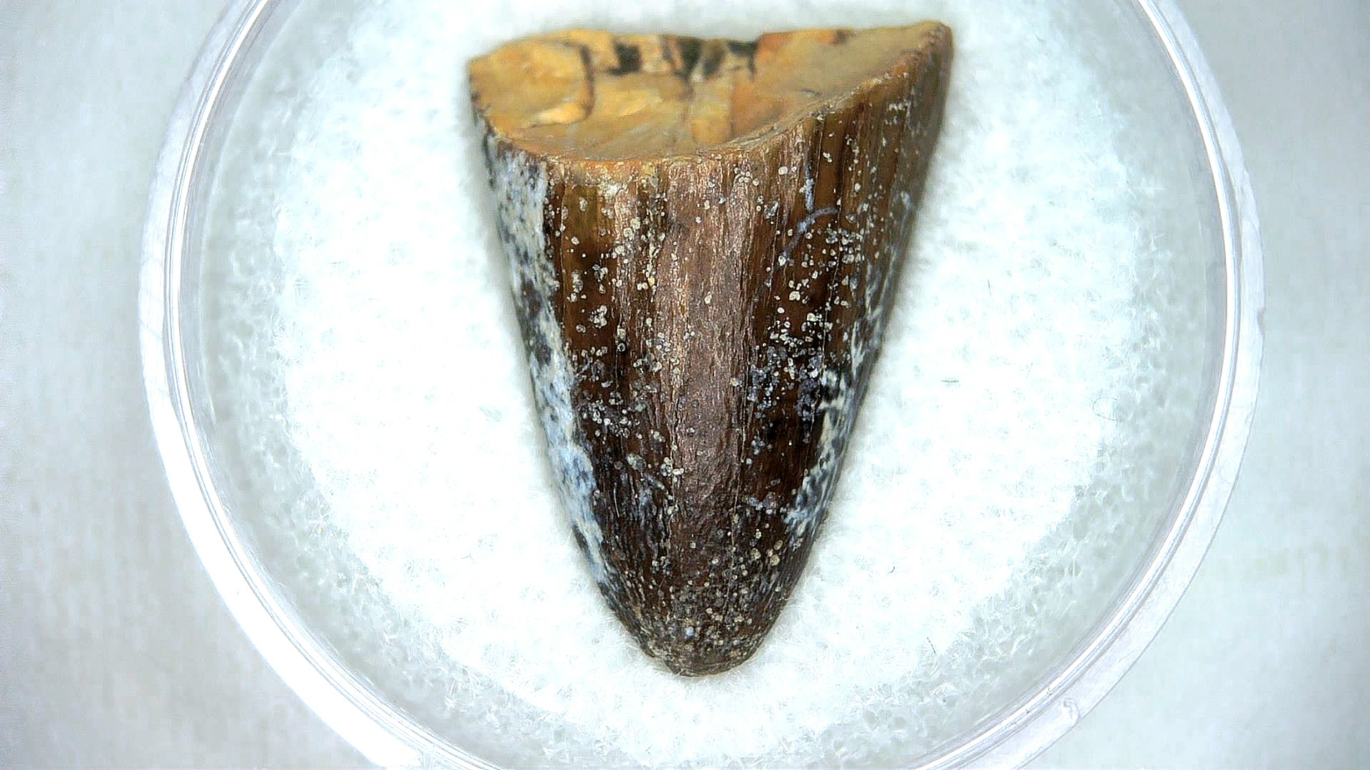 Madagascar Cretaceous Mahajangasuchus Crocodilyform Tooth 11 | Fossils for Sale Genuine Cretaceous Age Mahajangasuchus Crocodilyform Tooth Fossils for Sale from Madagascar #11