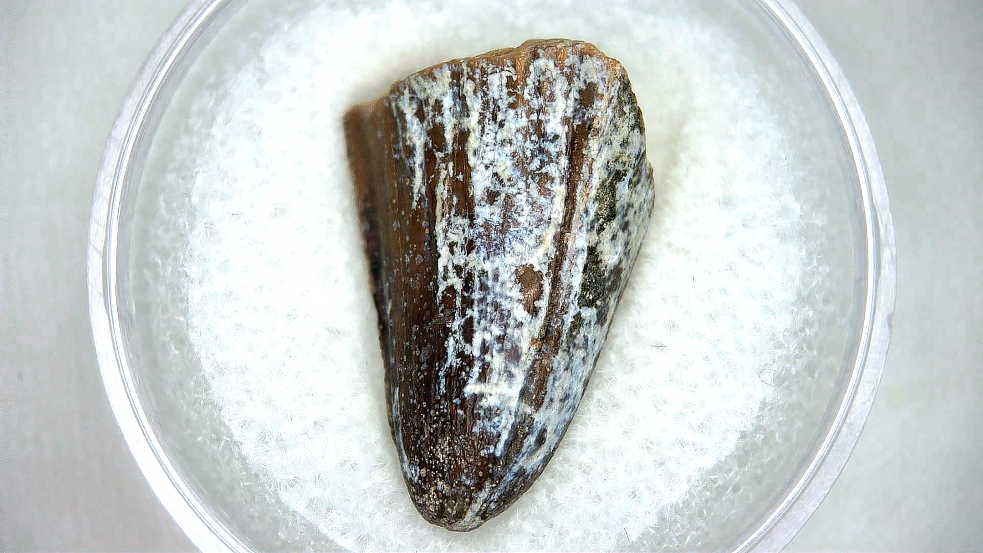 Madagascar Cretaceous Mahajangasuchus Crocodilyform Tooth 11a | Fossils for Sale Genuine Cretaceous Age Mahajangasuchus Crocodilyform Tooth Fossils for Sale from Madagascar #11a