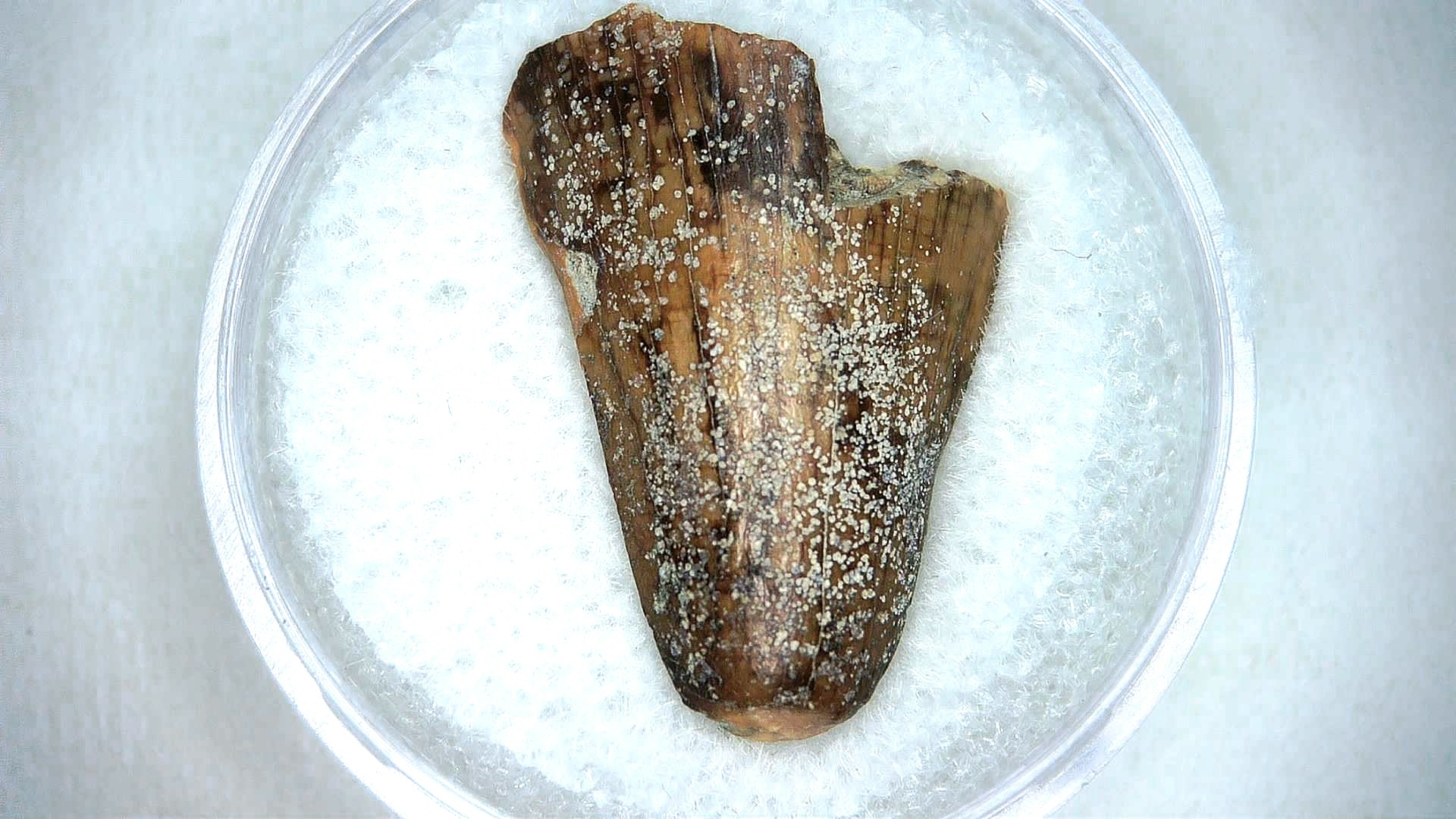 Madagascar Cretaceous Mahajangasuchus Crocodilyform Tooth 12 | Fossils for Sale Genuine Cretaceous Age Mahajangasuchus Crocodilyform Tooth Fossils for Sale from Madagascar #12