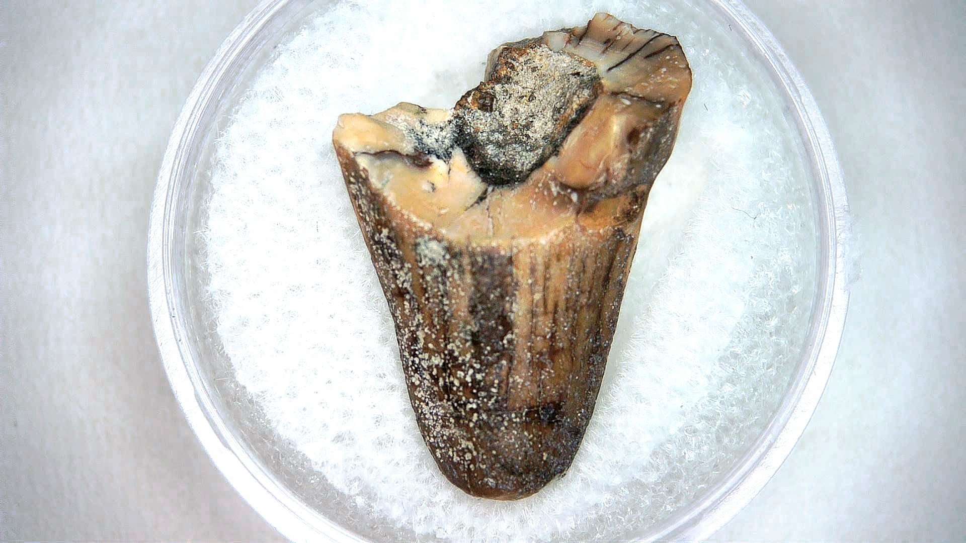 Madagascar Cretaceous Mahajangasuchus Crocodilyform Tooth 12a | Fossils for Sale Genuine Cretaceous Age Mahajangasuchus Crocodilyform Tooth Fossils for Sale from Madagascar #12a