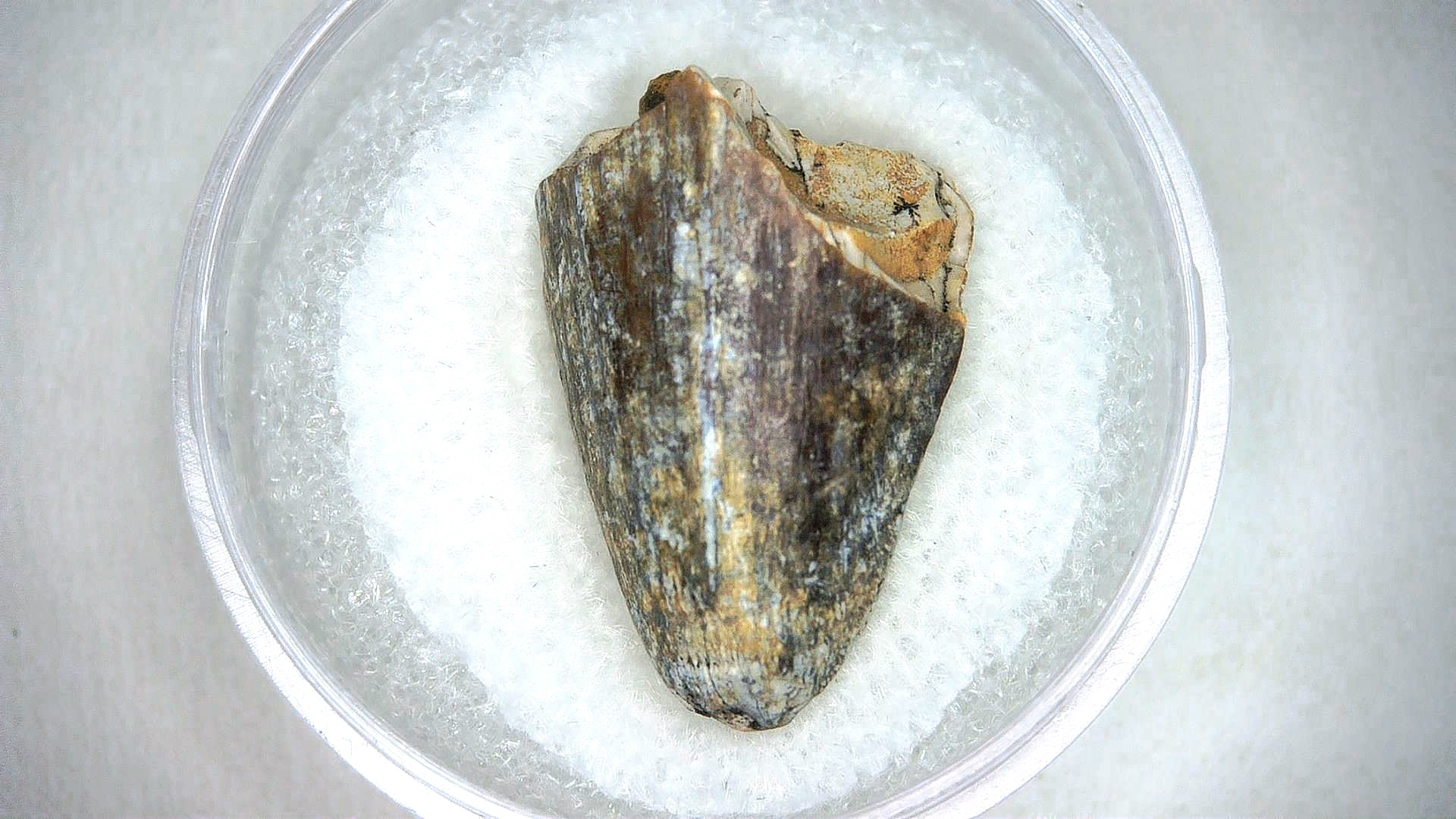 Madagascar Cretaceous Mahajangasuchus Crocodilyform Tooth 13 | Fossils for Sale Genuine Cretaceous Age Mahajangasuchus Crocodilyform Tooth Fossils for Sale from Madagascar #13