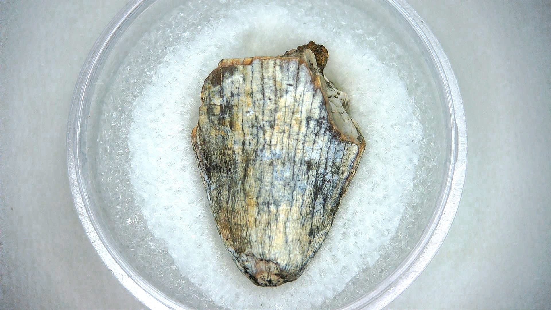 Madagascar Cretaceous Mahajangasuchus Crocodilyform Tooth 13a | Fossils for Sale Genuine Cretaceous Age Mahajangasuchus Crocodilyform Tooth Fossils for Sale from Madagascar #13a