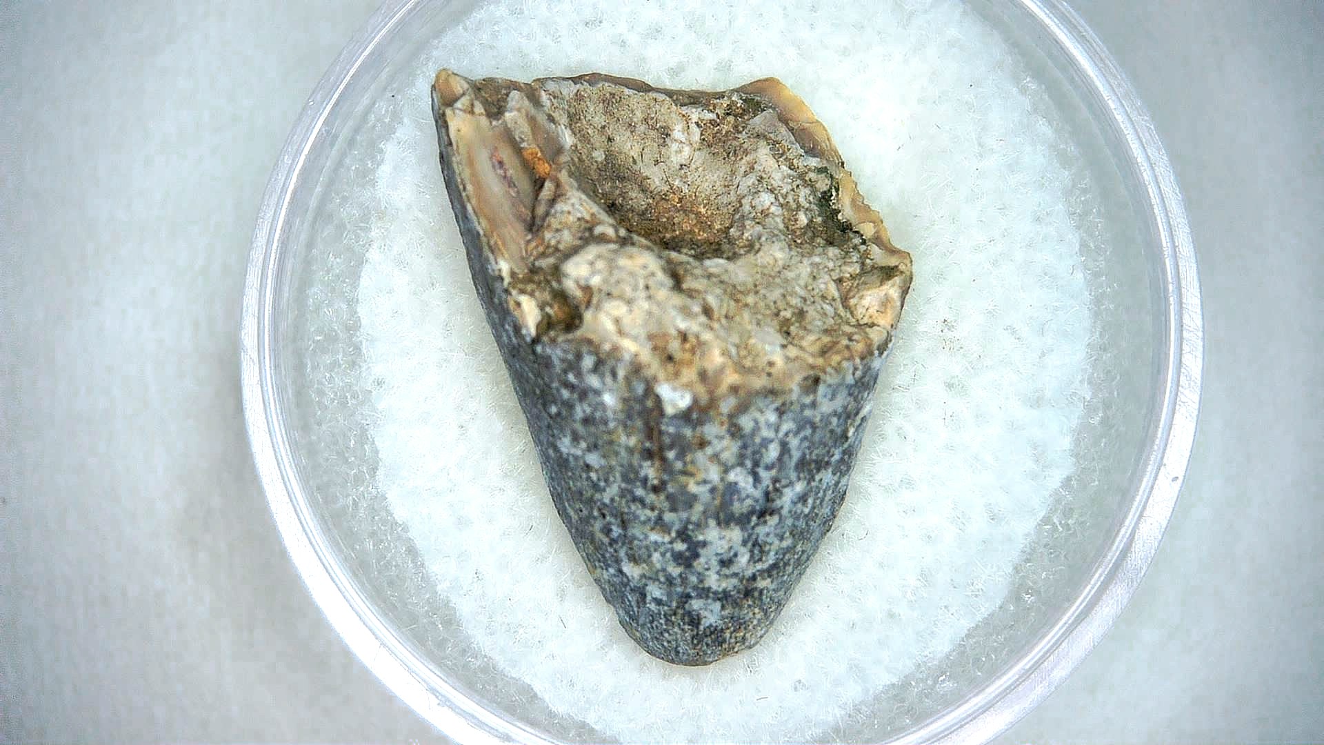 Madagascar Cretaceous Mahajangasuchus Crocodilyform Tooth 14a | Fossils for Sale Genuine Cretaceous Age Mahajangasuchus Crocodilyform Tooth Fossils for Sale from Madagascar #14a