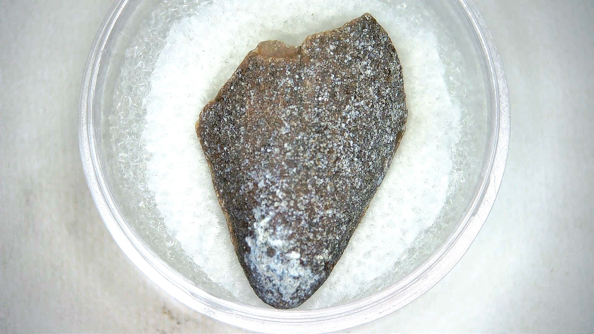 Madagascar Cretaceous Mahajangasuchus Crocodilyform Tooth 17 | Fossils for Sale Genuine Cretaceous Age Mahajangasuchus Crocodilyform Tooth Fossils for Sale from Madagascar #17